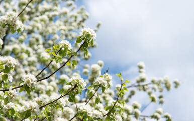 Beautiful floral garden Blooming apple tree background