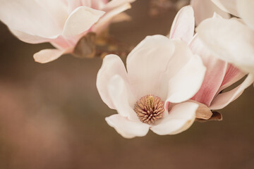 Fototapeta na wymiar Magolienblüte