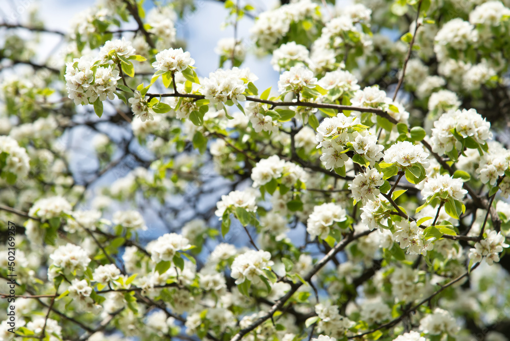 Wall mural Beautiful floral garden Blooming apple tree background