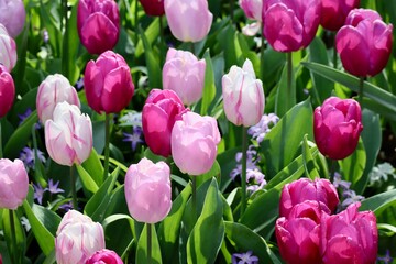 Colorful pink tulips in flower bed in spring day