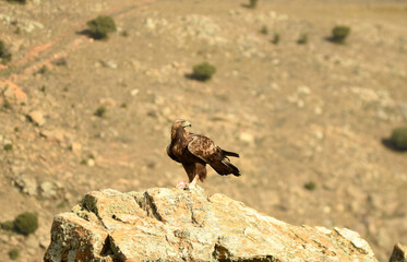aguila real en la montaña posa en una roca