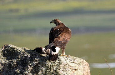 aguila real con la presa en la roca