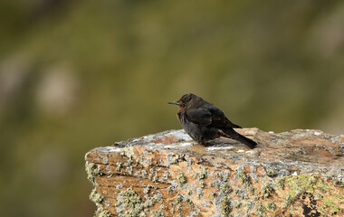 hembra de roquero solitario en la piedra