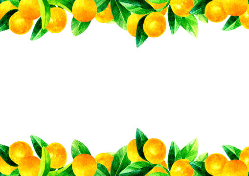 キンカン（金柑）の木の背景素材　A4サイズ　フルーツ・果物の手描き水彩イラスト素材