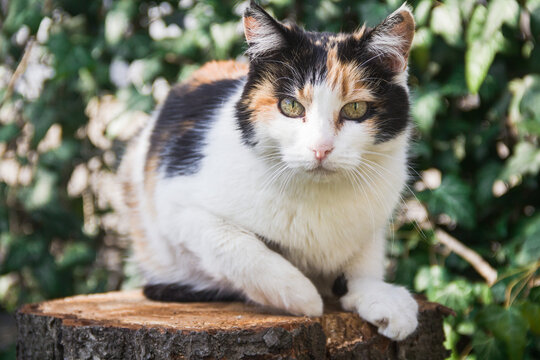 Photo of an animal. A tricolor cat lies on a stump.
