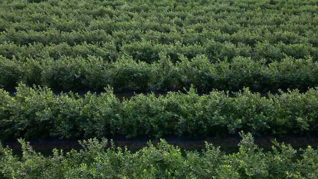 Aerial drone view Blueberry bush field, organic ripe. Blue berry hanging on a branch, Bio, healthy food, top view, Farm with berries