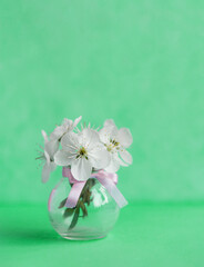 beautiful white cherry blossom on green  background. spring concept