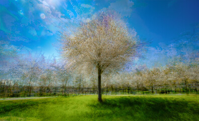 Trees or child dream