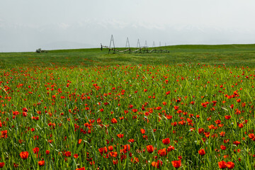 Field of red poppy flowers