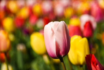 Lisse, Netherlands, April 2022. Close up of a tulip flower on a blurry background.