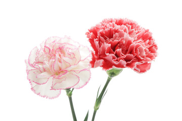 赤とピンクのカーネーション