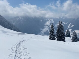 Fototapeta premium Wonderful winter hiking trails and traces on the slopes of the Alpstein mountain range and in the fresh alpine snow cover of the Swiss Alps, Nesslau - Obertoggenburg, Switzerland (Schweiz)