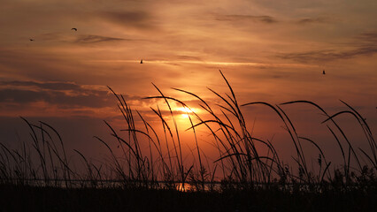 Reeds,grass against background orange rising setting sun,beautiful evening seascape golden colors.Sunrise, sunset,silhouettes birds,seagulls against background of evening sky,beautiful natural banner.