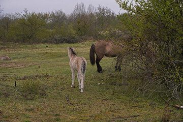 Konik wild horse foal in the meadow © BabettsBildergalerie