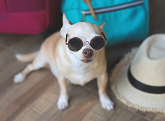 brown short hair chihuahua dog wearing sunglasses  sitting with woven bag, blue backpack , pink suitcase and straw hat, looking  at camera. Travel with pets concept.