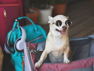 brown short hair chihuahua dog  wearing sunglasses, standing  in traveler pet carrier bag with...