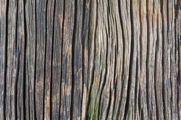 Natural aged wood texture for background