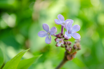 Blossoms of common lilac (Syringa vulgaris) plant. Fragrant lilac blossoms (Syringa vulgaris). Shallow depth of field, selective focus
