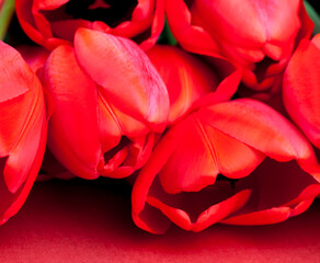bouquet of red tulips for giving on a holiday