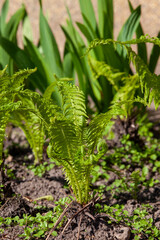 grass with flowers and other plants in the summer