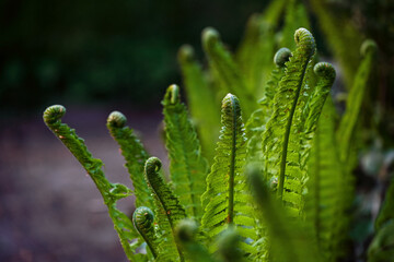 Fern unrolling the green fronds in the dark forest in spring, metaphor for beginnings and togetherness, copy space, selected focus
