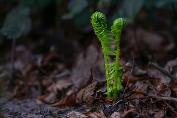 two young green fern fronds unfurl on the dark forest floor in spring, metaphor for beginnings and togetherness, copy space, selected focus