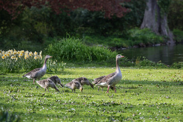 Greylag goose family (Anser anser) with parent birds and goslings walking through the park to the...