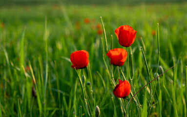 Closeup of poppy flowers in the field