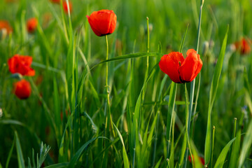 Obraz premium Closeup of poppy flowers in the field
