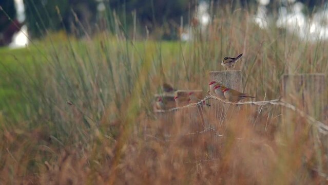 Flock Of Small Red-Browed Finch's Perched On Wire Fence With Long Grass