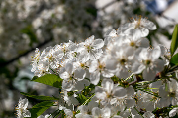 blooming fruit trees with white flowers in spring