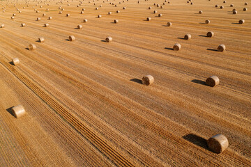 Aerial view of rolled hay bales in harvested wheat field from drone pov