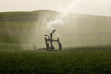 Naklejka na ściany i meble Closeup of Guns Sprinkler Irrigation System Watering Wheat Field