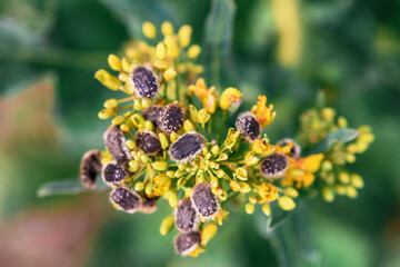 Tropinota hirta or hairy rose beetle on rapeseed blooming crops