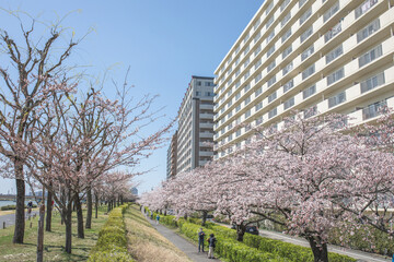 Sakura and Mansion