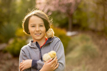 Cute sweet child, preteen boy, playing with little chicks in the park, baby chicks and kid .