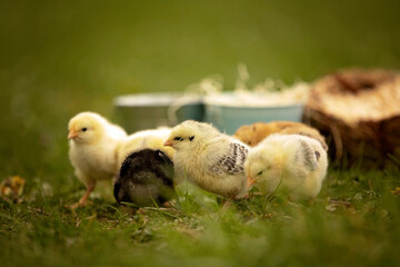 Little newborn chicks in a nest, cute newborn birds in the park
