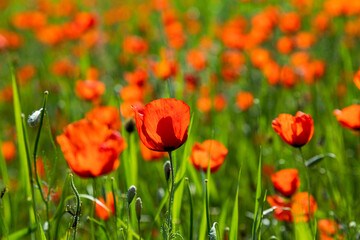 Closeup of poppy flowers in the field