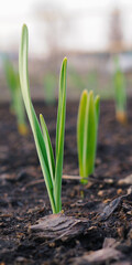 Garlic sprouts sprouting from the soil. Vertical stories illustration. Spring and the new agricultural season. Garden and yard. Green plant sprout close up