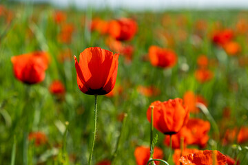 Closeup of poppy flowers in the field