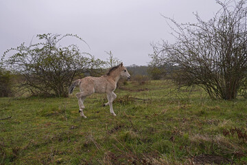 Konik wild horse foal in the meadow