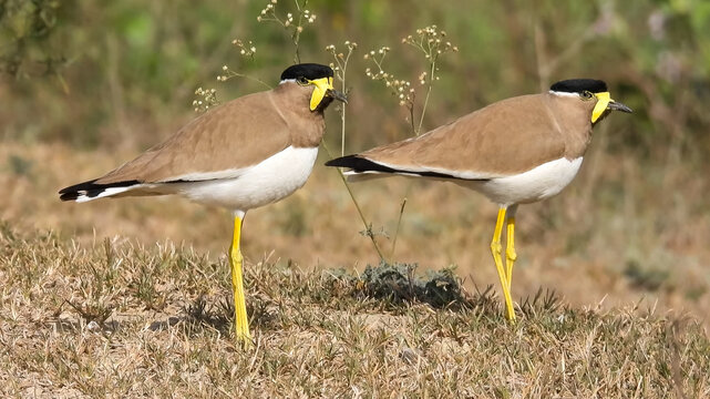 Yellow Wattled Lapwing