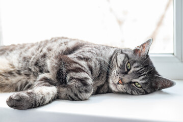 Fototapeta premium A cute gray tabby cat is lying on side looking at the camera. White background. Natural window light