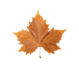 Sycamore Autumn Leaf Isolated