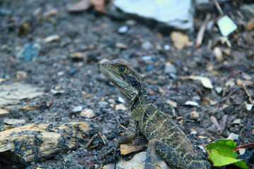 lizard on the rock