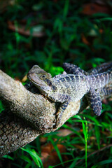 lizard