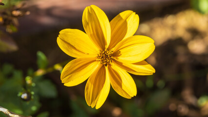 Single flower of bidens laevis