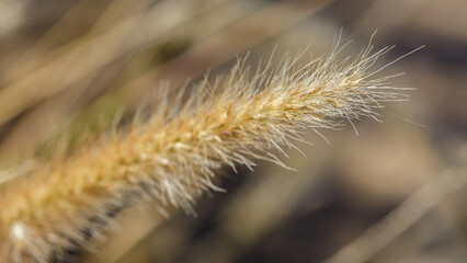 Dry pennisetum grass