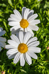 Obraz premium Pair of white chrysanthemum coronarium