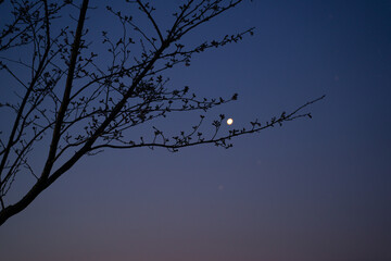薄明と桜のつぼみ